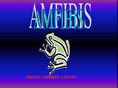 Amfibis Amfibis