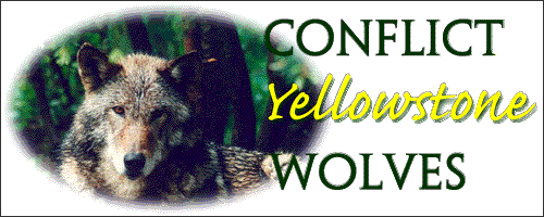 Yellowstone wolves conflict